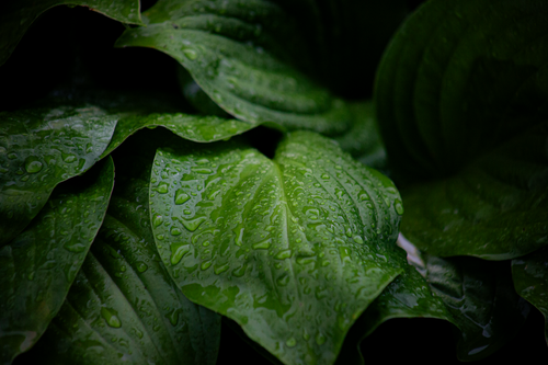 Free Close-up of green leaves with fresh raindrops, showcasing nature's lush beauty. Stock Photo