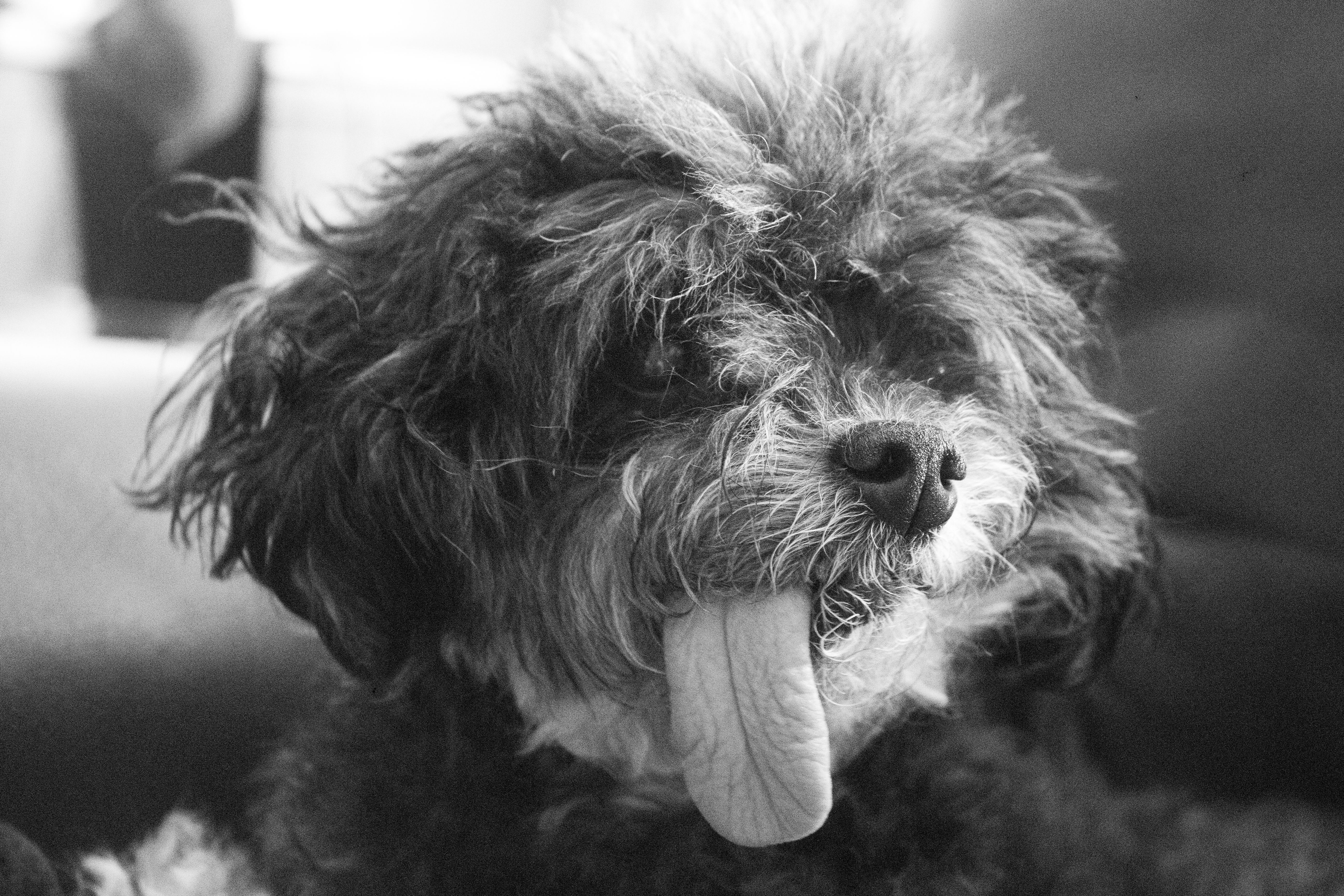 Free Sophie Stock Photo