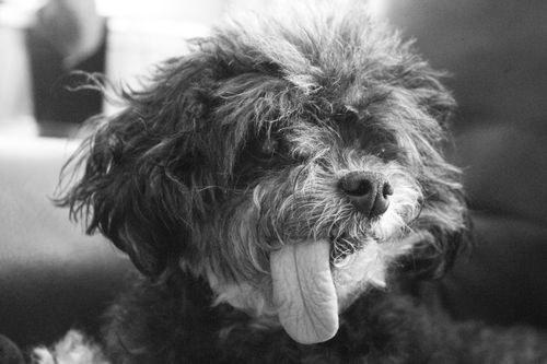 Free Sophie Stock Photo