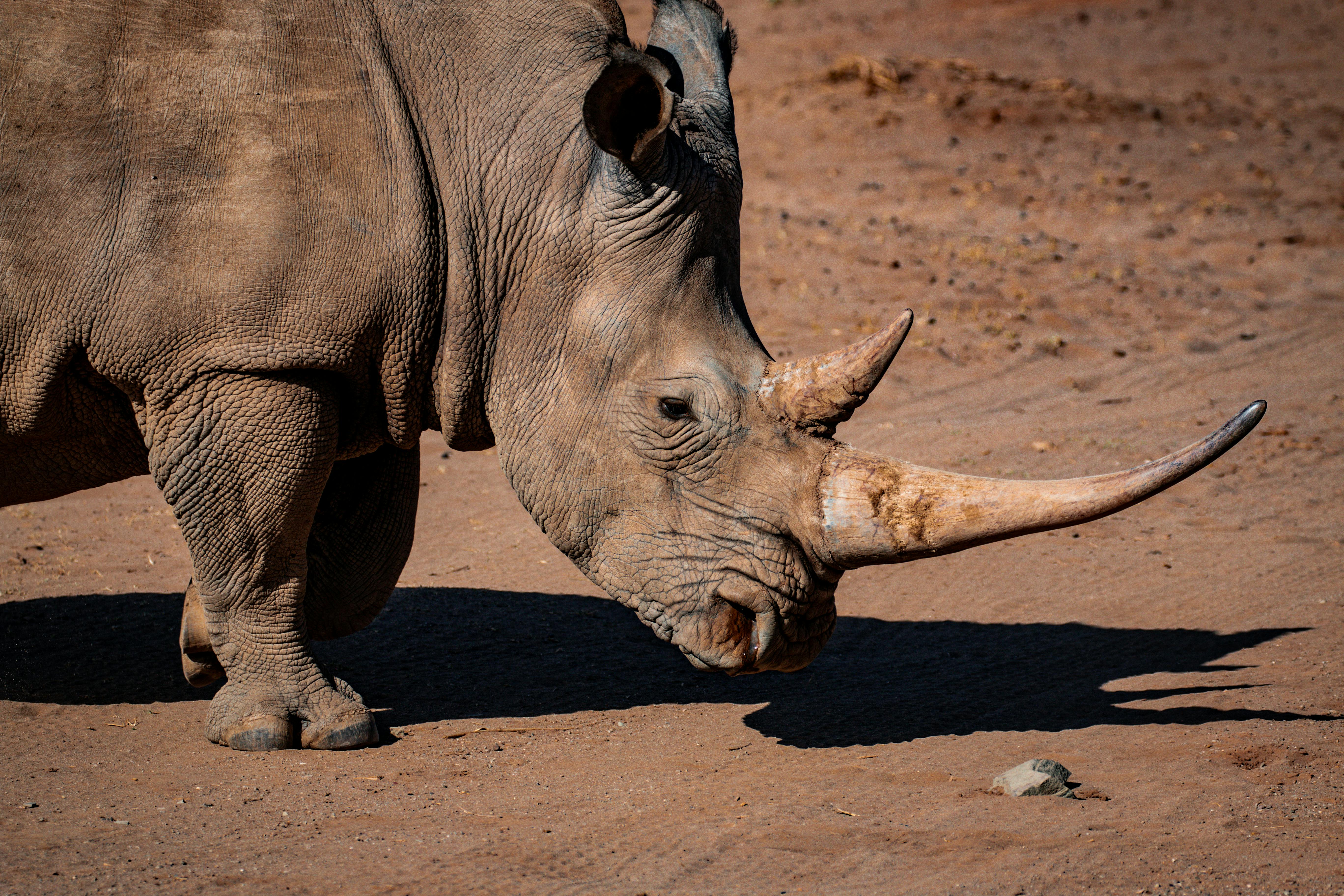 rhinoceros 7 free download