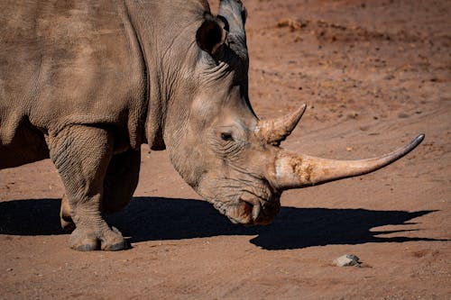 Free Photo of Rhinoceros Stock Photo