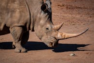 南非野生动物园的特写镜头捕捉了犀牛宏伟的角和崎岖的纹理