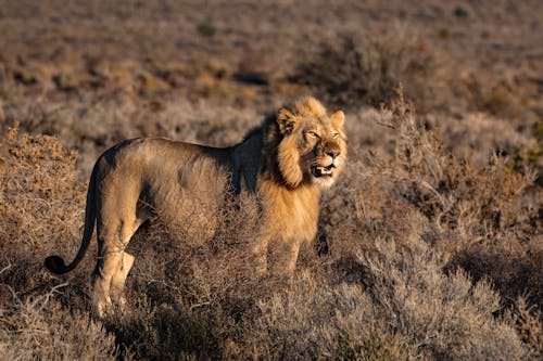 бесплатная Фотография льва на траве поля Стоковое фото