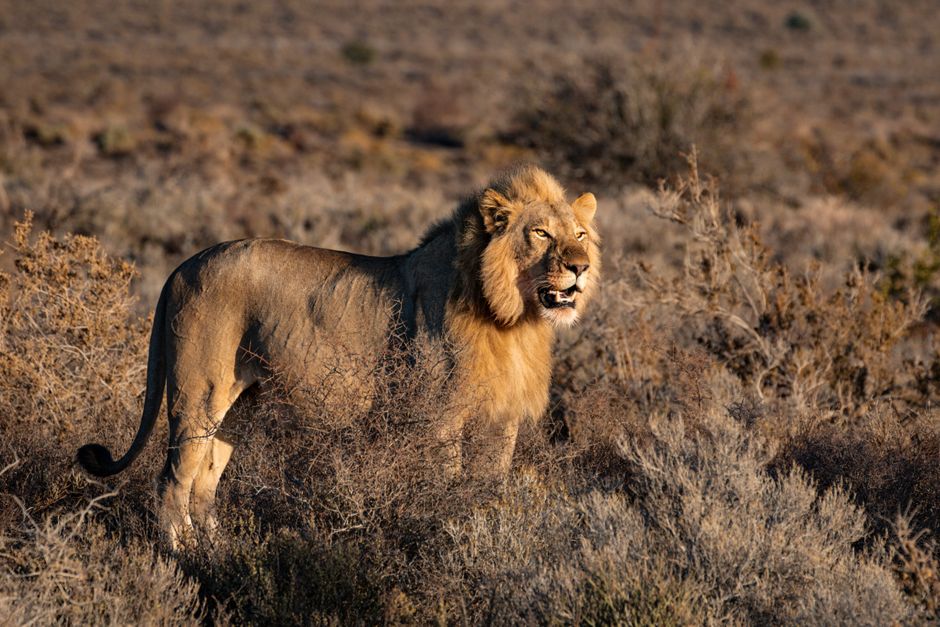 Unforgettable Full Day Shared Shark Cage Diving Adventure in Gansbaai Review: An Unforgettable South African Encounter Review 2026 - A powerful lion stands proudly in the South African savanna, showcasing its majestic mane and natural habitat.