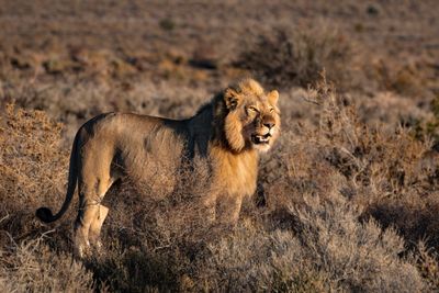 Lion on grass field