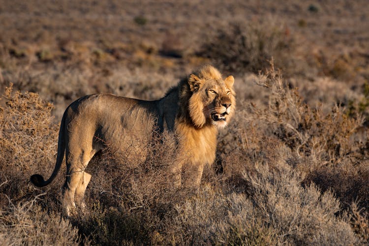 Photo Of Lion On Grass Field