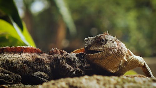 Close-Up Photo of Iguanas