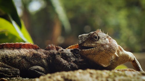 İguanaların Yakın çekim Fotoğrafı