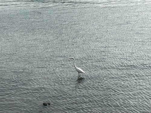 Fotobanka s bezplatnými fotkami na tému osamotenosť