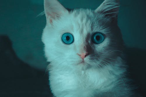 คลังภาพถ่ายฟรี ของ ขาวดำ, ดวงตาของแมว, ตาสัตว์
