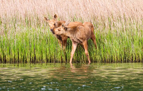 Two young moose calves standing by a grassy lakeside in Valö, Sweden.