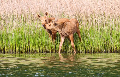 Free Two young moose calves standing by a grassy lakeside in Valö, Sweden. Stock Photo