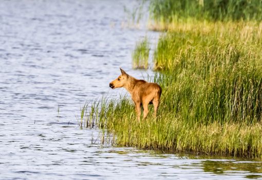 A young moose calf stands by a lake in Valö, Sweden during summer.