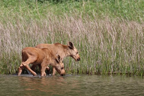 Free Two young moose wade through water in Valö, Uppsala County, Sweden. Stock Photo
