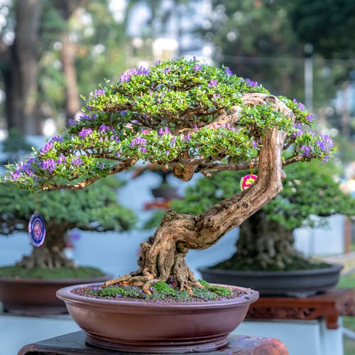 Best Bonsaii artisan bonsai tree gift with purple flowers in a pot