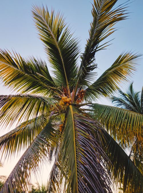 Free Low angle view of a tropical palm tree against a clear sky in Cartagena, Colombia. Stock Photo