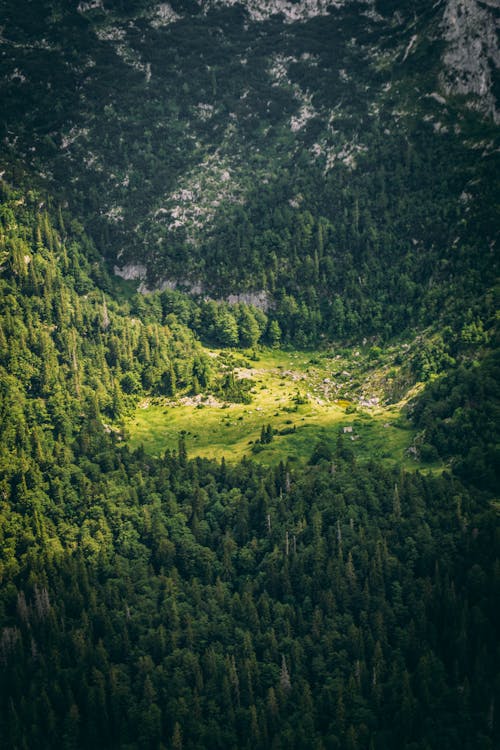 Aerial view of a forest with a small green area