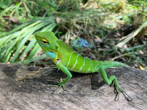 Бесплатное стоковое фото с lacerta viridis, анолис каролинский, борьба с вредителями