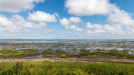 Ripples across a drained tidal mudflat, photo by Wolfgang Weiser on Pexels