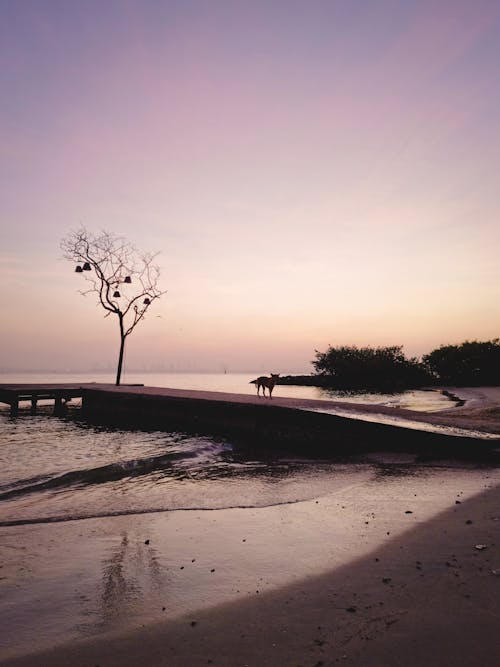 Безкоштовне стокове фото на тему «бродячий пес, відкрите море, запустіння»