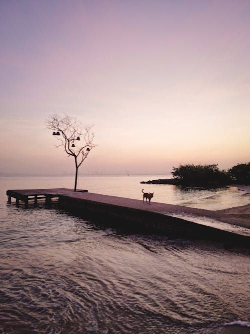 Безкоштовне стокове фото на тему «бродячий пес, відкрите море, запустіння»