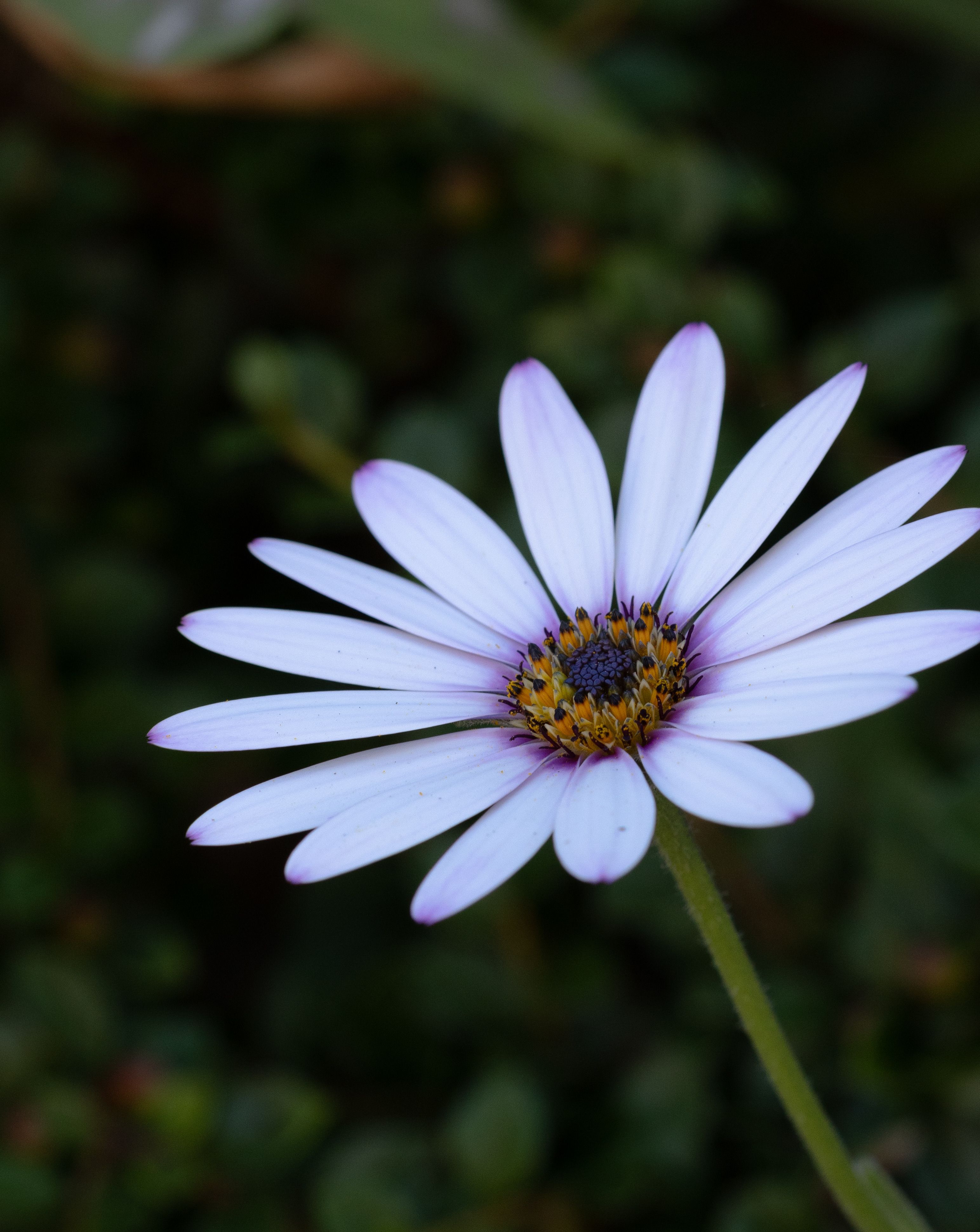 Selective Focus of Purple Flower · Free Stock Photo