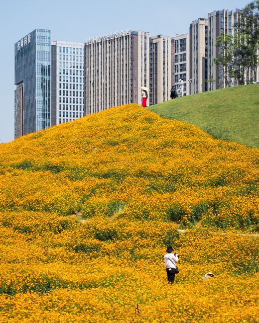 A stunning urban scene featuring a bright yellow flower field with modern buildings in the background, blending nature and city.