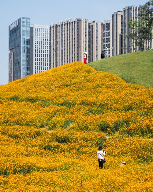 Flower Hill Photos, Download The BEST Free Flower Hill Stock