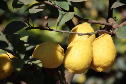 Kostnadsfri bild av citroner, frukt, fruktodling
