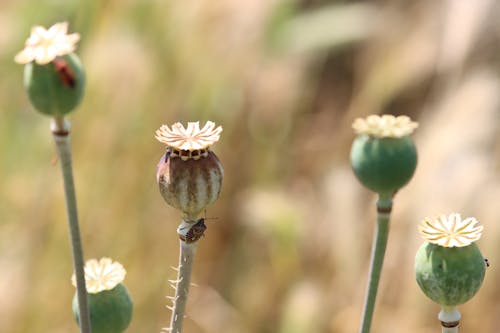 Kostnadsfri bild av blomma, flora, insekter