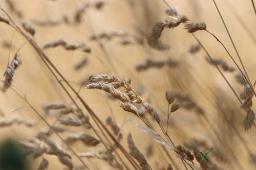 フィールド, 夏, 小麦の無料の写真素材