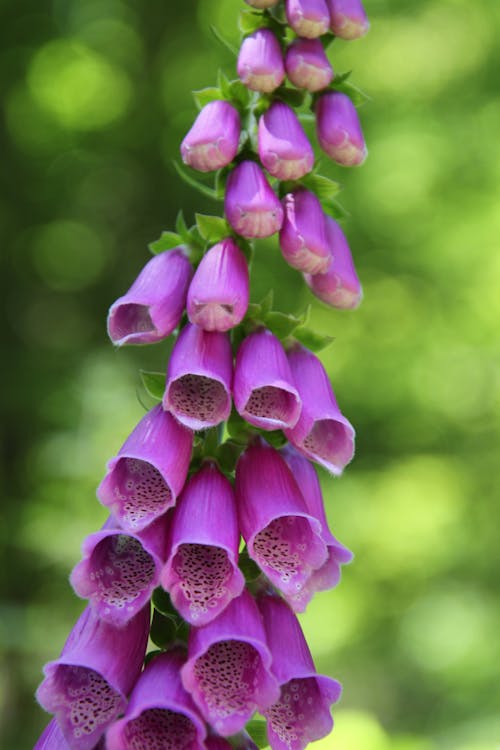 Základová fotografie zdarma na téma fialová, jedovatý, květy