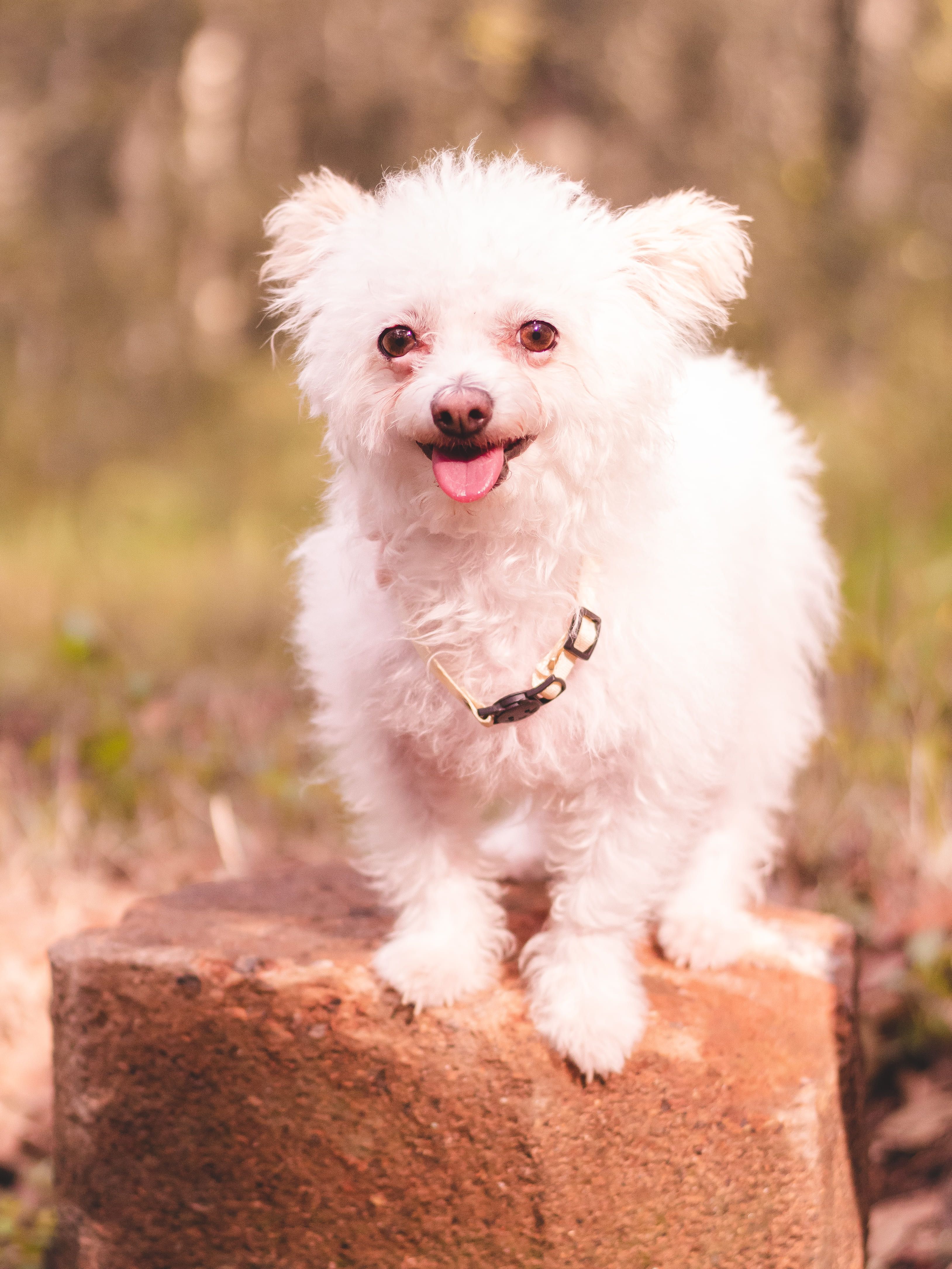Free Yuki Stock Photo
