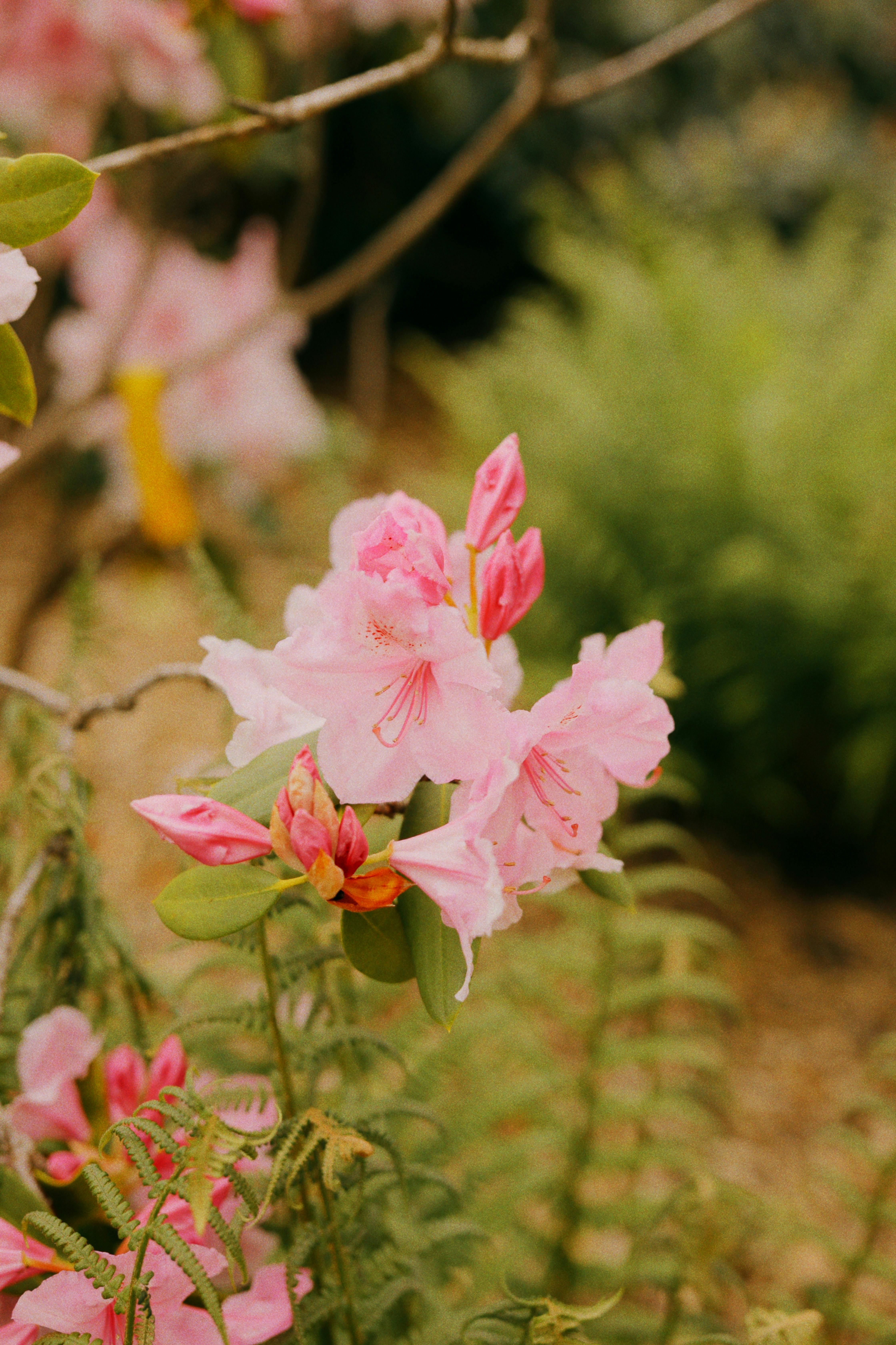 [ColoSach]-close-up-of-vibrant-pink-azalea-flowers-with-green-leaves,-showcasing-nature's-beauty.