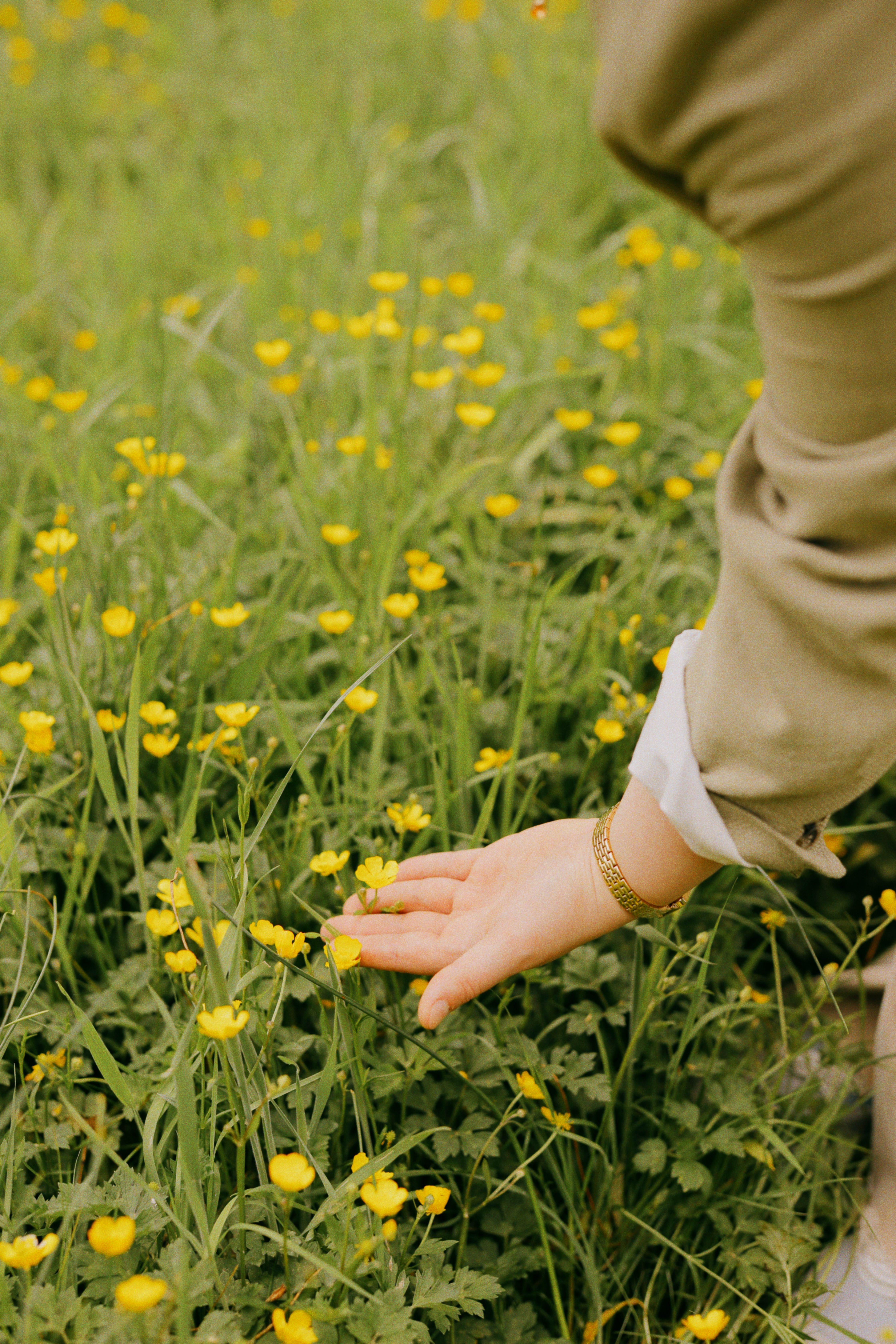 A hand gently touches yellow wildflowers in a lush, green meadow, symbolizing a connection with nature.