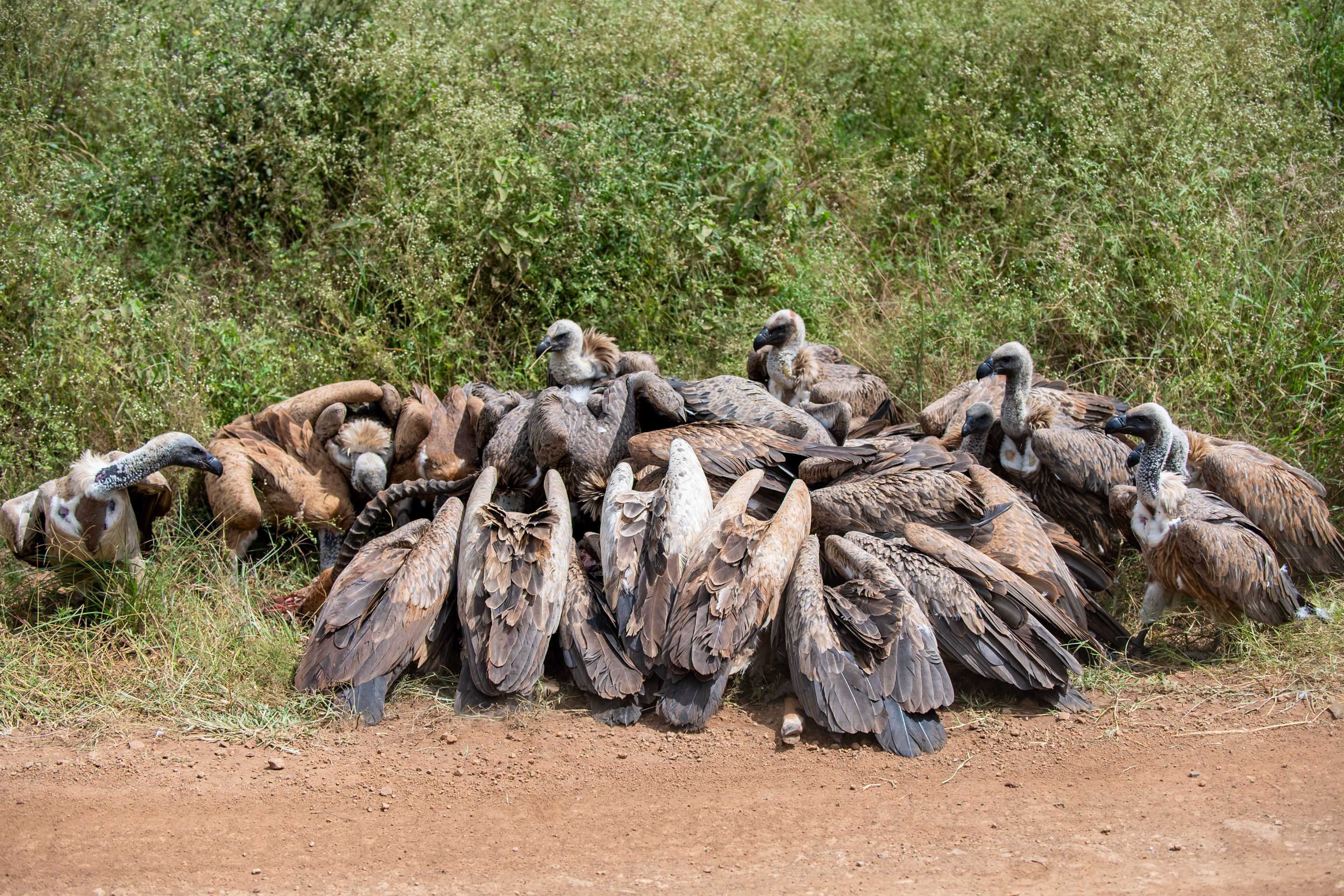 Close-up of a Flock of Vultures · Free Stock Photo