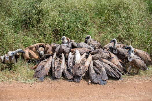 A large group of vultures feeding in Nairobi, showcasing African wildlife in its natural habitat.