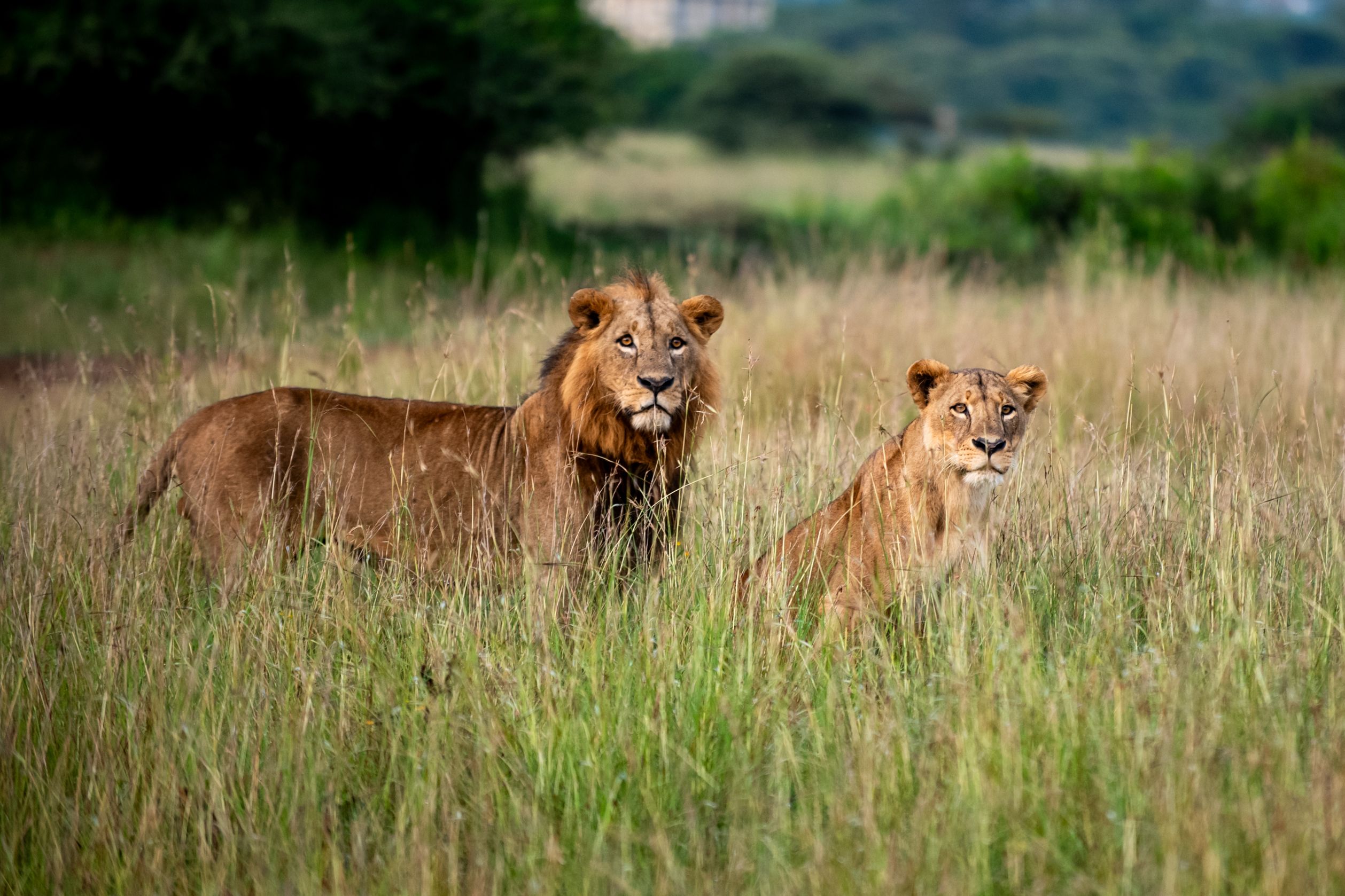 Lion au coucher du soleil