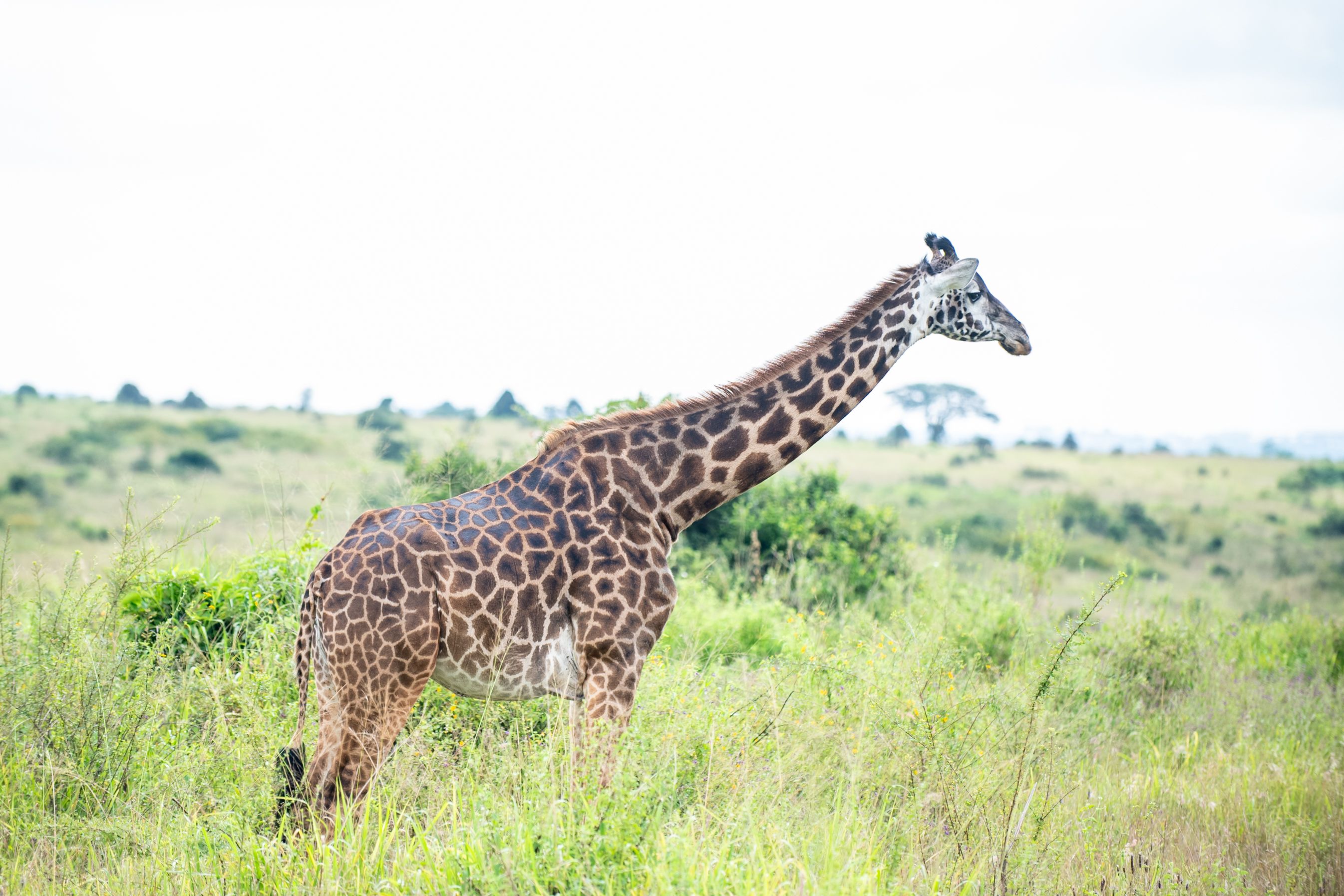 Majestic giraffe in Nairobi's savanna, captured in side profile, illustrating wildlife photography.