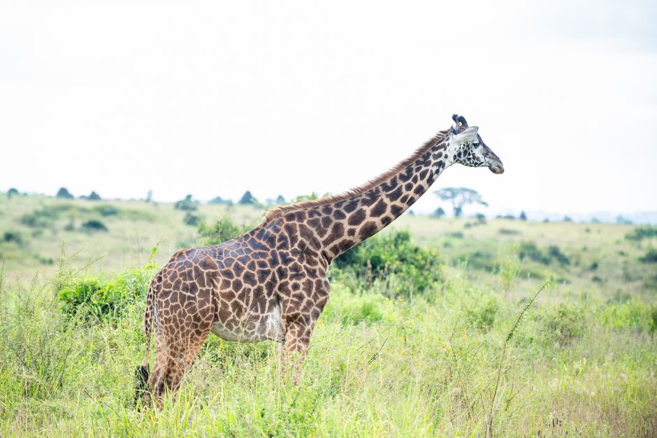 Majestic giraffe in Nairobi's savanna, captured in side profile, illustrating wildlife photography.