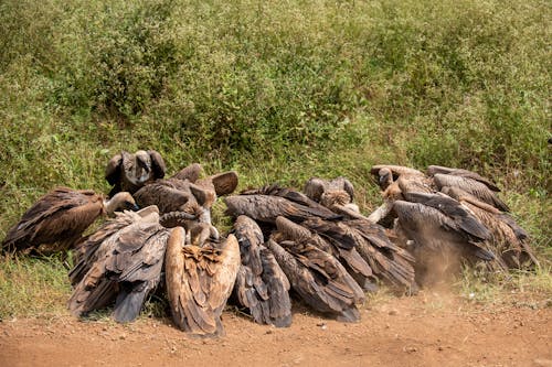 Foto profissional grátis de abutre, amplo, animais selvagens