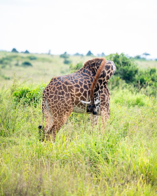 Foto profissional grátis de amplo, animais selvagens, animal