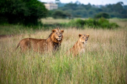 Foto profissional grátis de animais selvagens, animal, ao ar livre