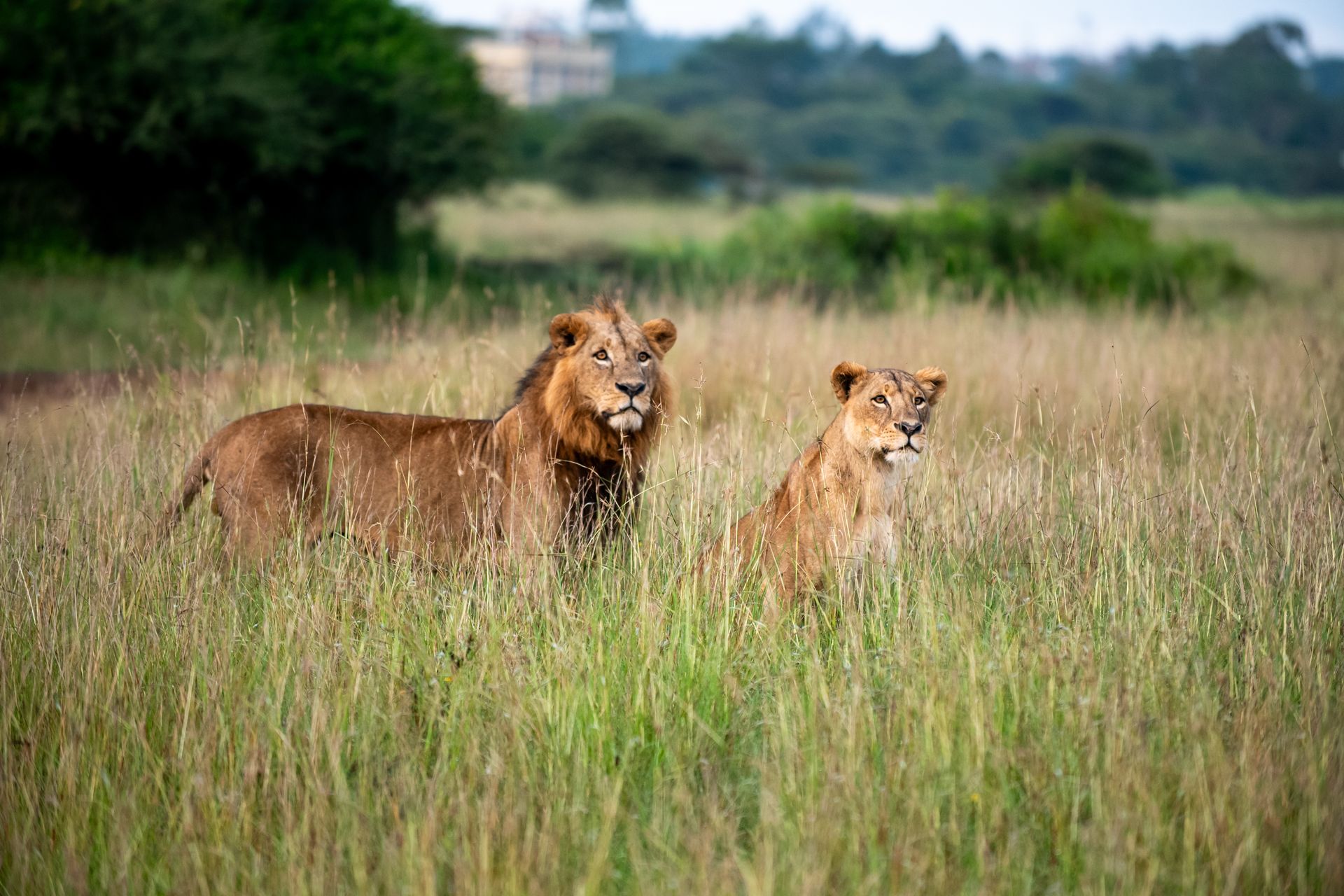 La sabana del Parque Nacional de Nairobi en una mañana nublada