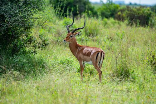 Free A graceful impala stands alert in the lush Nairobi grasslands. Stock Photo