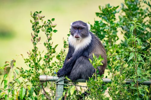 Free A blue monkey perched on a fence amidst lush greenery in Nairobi, Kenya. Stock Photo