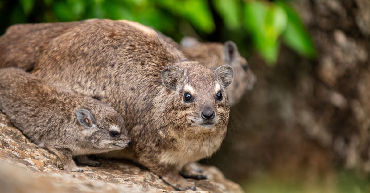 Close-up of Rocky Hyrax Animals · Free Stock Photo