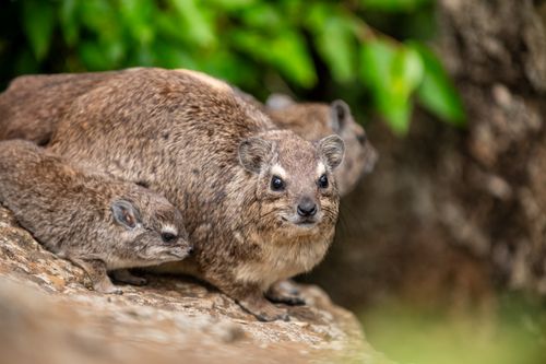 Free Captivating close-up of a rocky hyrax family in natural habitat, Nairobi. Stock Photo