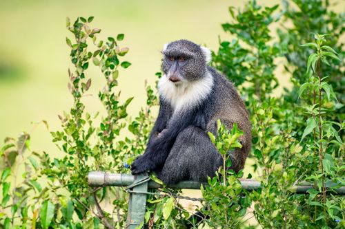 Free Close-up portrait of a Samango monkey amidst lush greenery in Nairobi. Stock Photo