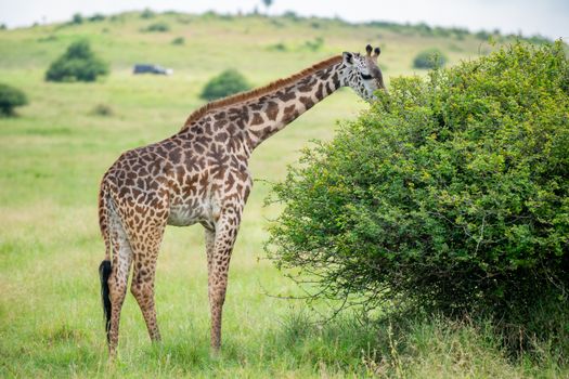 Giraffe Centre and Karen Blixen — Kenya Safari